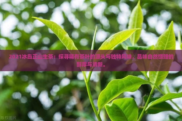 2021冰岛正山生茶