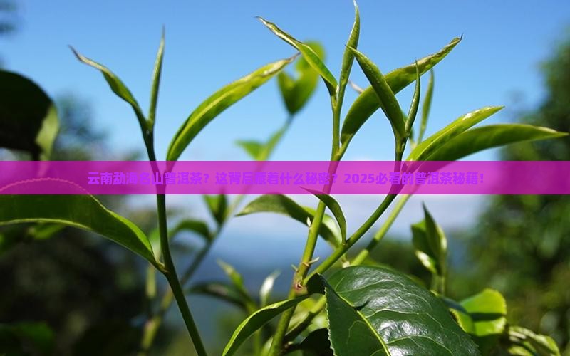 云南勐海名山普洱茶