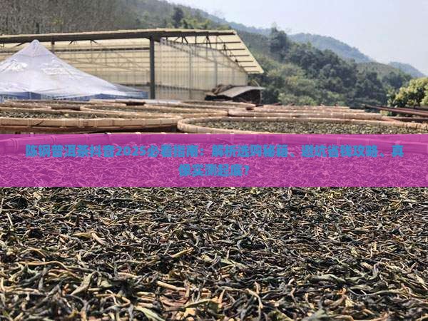 陈钢普洱茶抖音