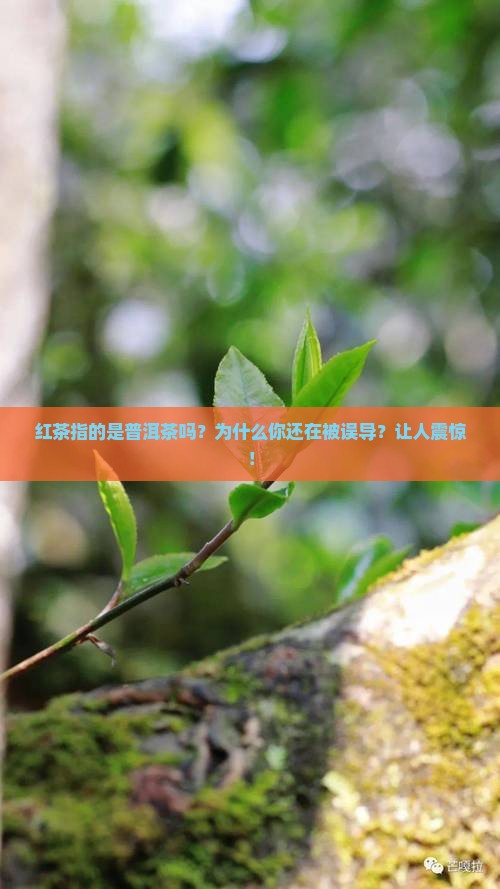 红茶指的是普洱茶吗为什么