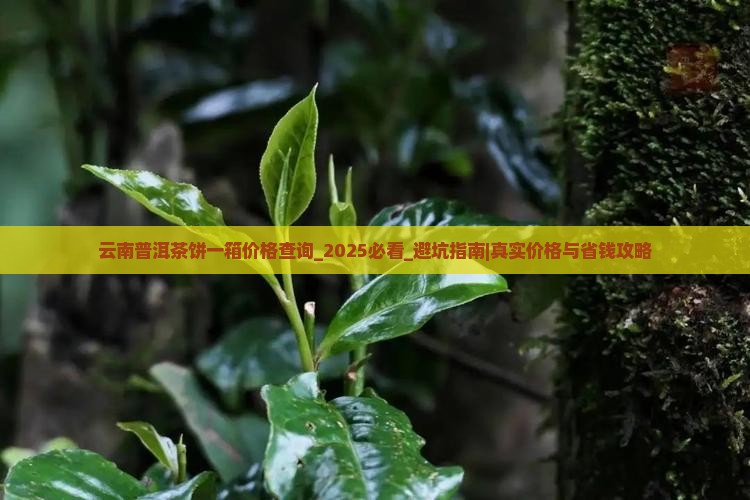 云南普洱茶饼一箱价格查询
