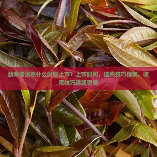 勐海普洱茶什么时候上市