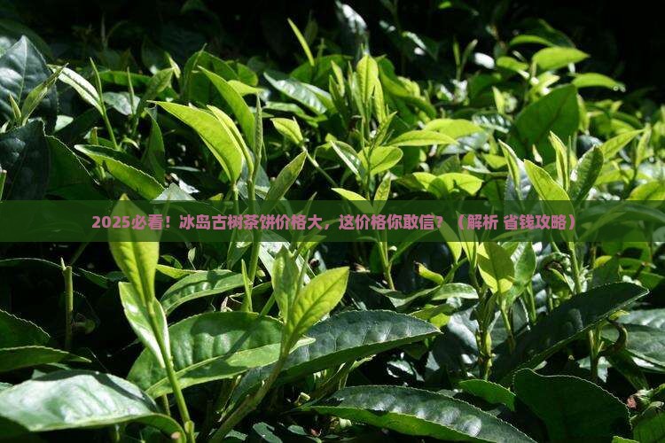 冰岛古树茶一个茶饼多少钱