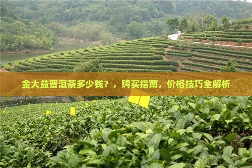 金大益普洱茶多少钱