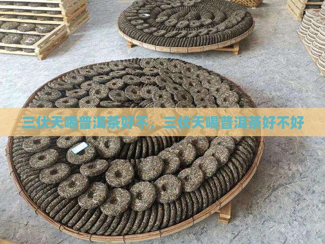三伏天喝普洱茶好不