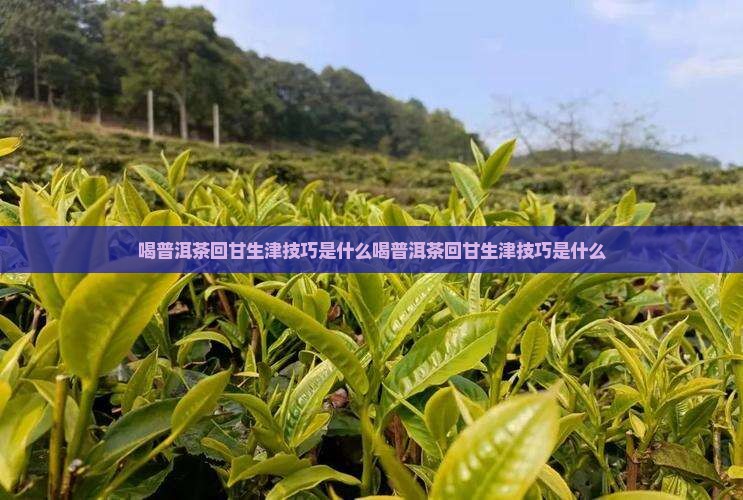 喝普洱茶回甘生津技巧是什么