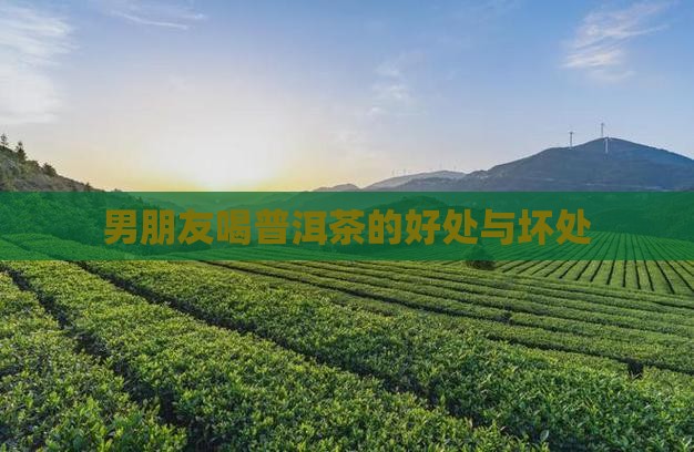 男朋友喝普洱茶