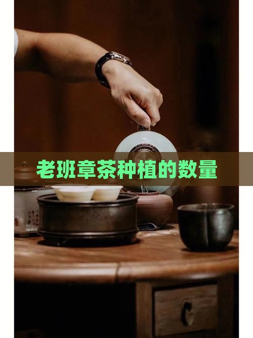 老班章茶种植的数量