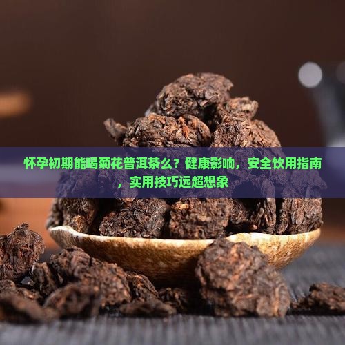 怀孕初期能喝菊花普洱茶么