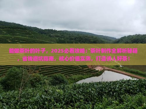 能做茶叶的叶子 能做茶叶的叶子