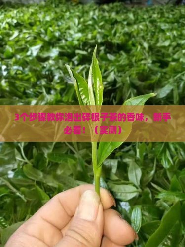 碎银子茶怎样泡 碎银子茶怎样泡