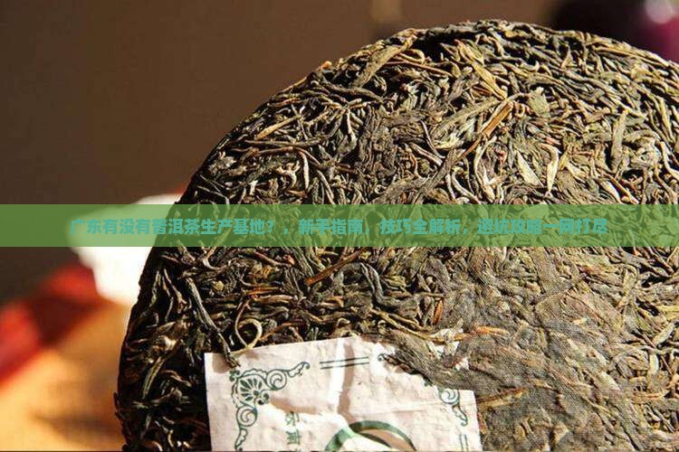 广东有没有普洱茶生产基地