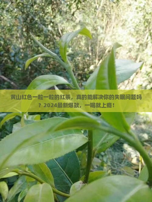 黄山红色一粒一粒的红茶