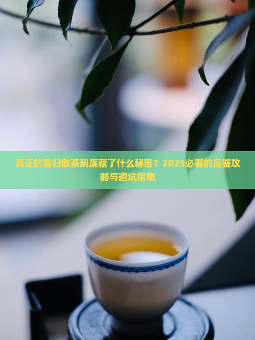 真正的昔归散茶