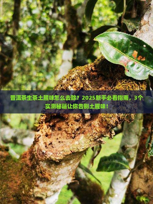 普洱茶生茶土腥味