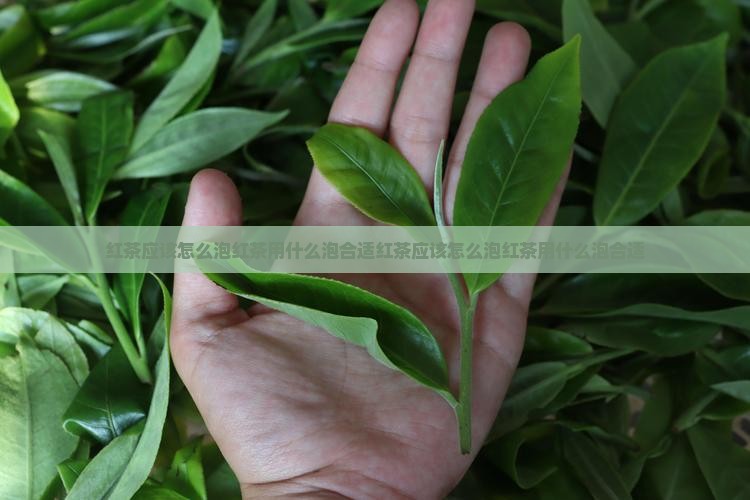 红茶应该怎么泡红茶用什么泡合适