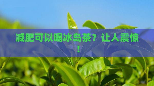 减肥可以喝冰岛茶