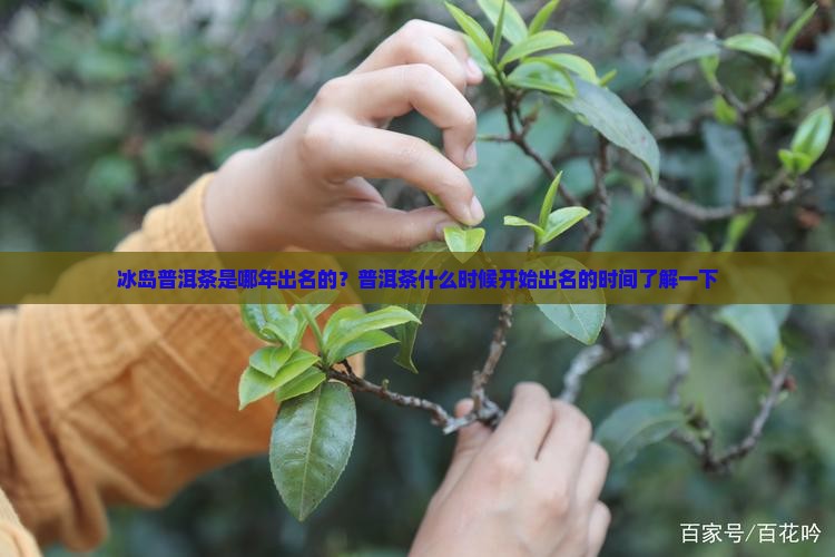 冰岛普洱茶是哪年出名的？普洱茶什么时候开始出名的时间了解一下