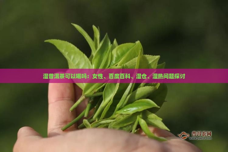 湿普洱茶可以喝吗：女性、百度百科、湿仓、湿热问题探讨