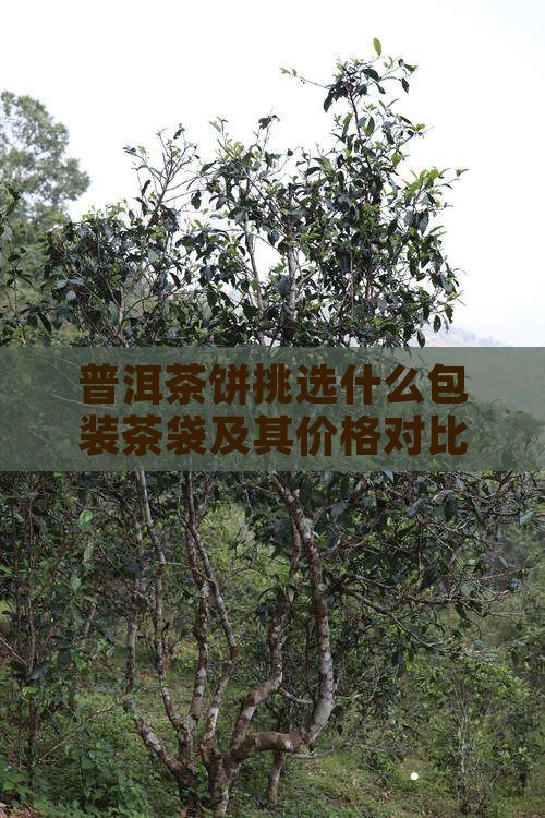 普洱茶饼挑选什么包装茶袋及其价格对比指南