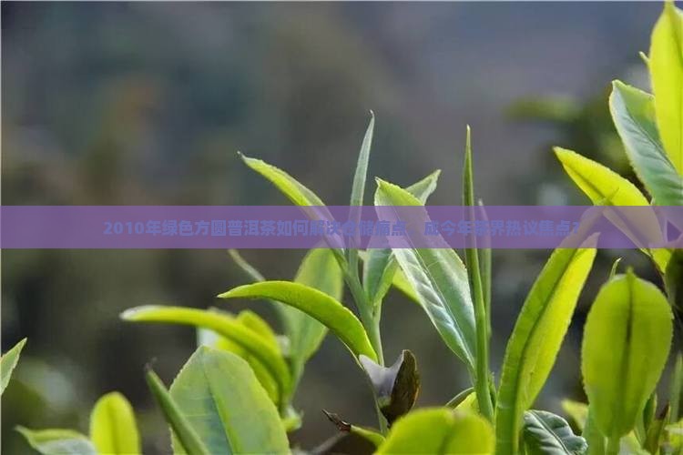 2010年绿色方圆普洱茶如何解决仓储痛点，成今年茶界热议焦点？