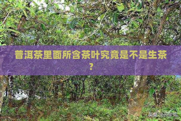 普洱茶里面所含茶叶究竟是不是生茶？