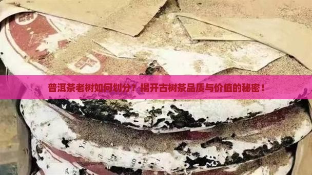 普洱茶老树如何划分？揭开古树茶品质与价值的秘密！