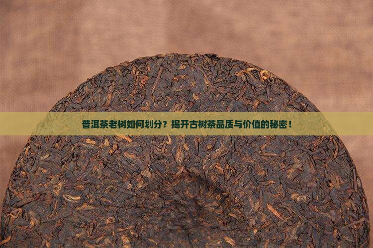 普洱茶老树如何划分？揭开古树茶品质与价值的秘密！
