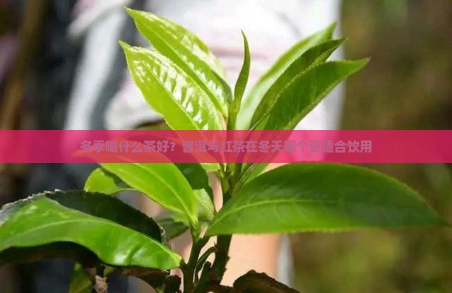 冬季喝什么茶好？普洱与红茶在冬天哪个更适合饮用