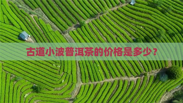 古道小波普洱茶的价格是多少？