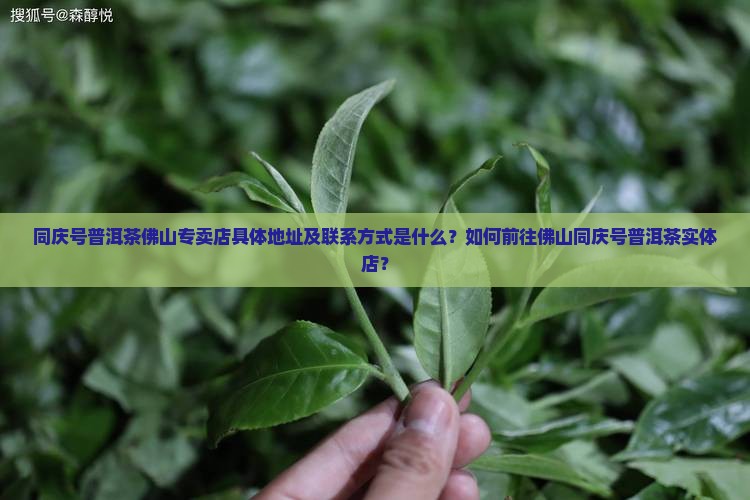 同庆号普洱茶佛山专卖店具体地址及联系方式是什么？如何前往佛山同庆号普洱茶实体店？