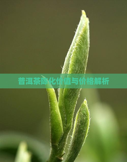 普洱茶陈化价值与价格解析