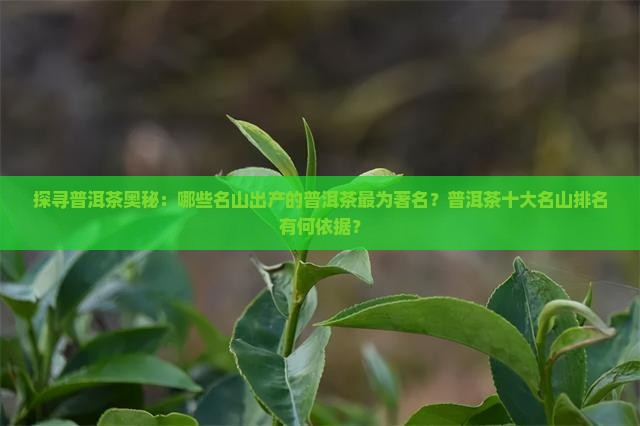 探寻普洱茶奥秘：哪些名山出产的普洱茶最为著名？普洱茶十大名山排名有何依据？