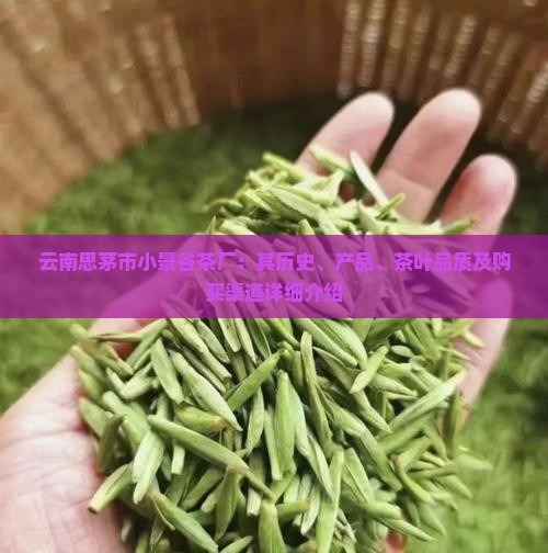 云南思茅市小景谷茶厂：其历史、产品、茶叶品质及购买渠道详细介绍