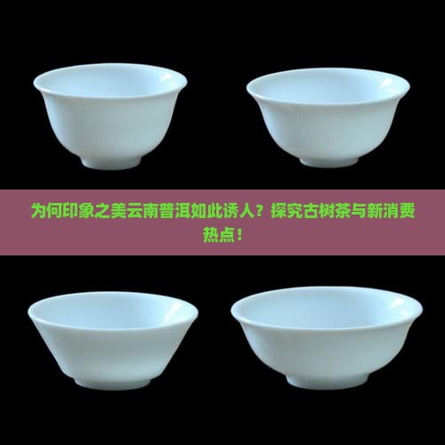 为何印象之美云南普洱如此诱人？探究古树茶与新消费热点！