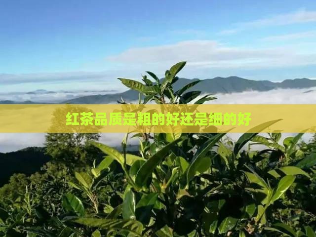 红茶品质是粗的好还是细的好