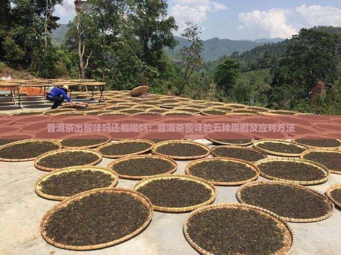 普洱茶出酸味吗还能喝吗：普洱茶酸味的五种原因及应对方法