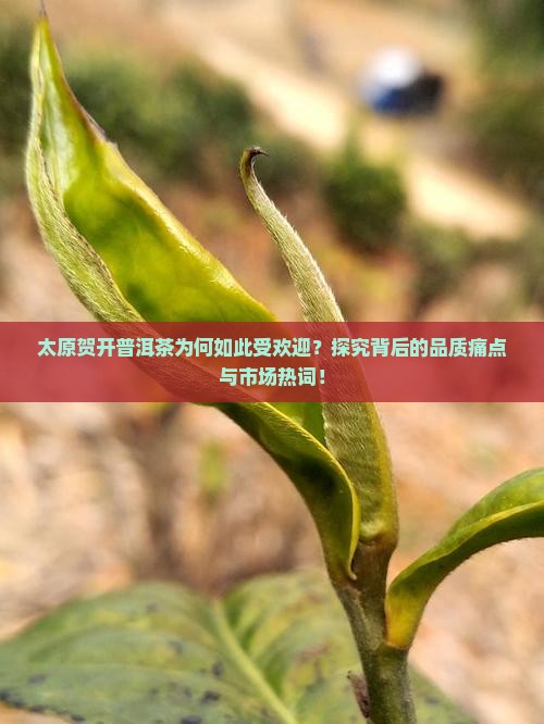 太原贺开普洱茶为何如此受欢迎？探究背后的品质痛点与市场热词！