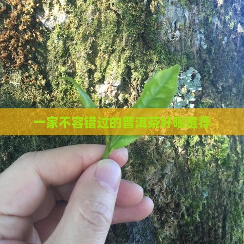 一家不容错过的普洱茶好喝推荐