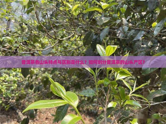 普洱茶各山头特点与区别是什么？如何划分普洱茶的山头产区？