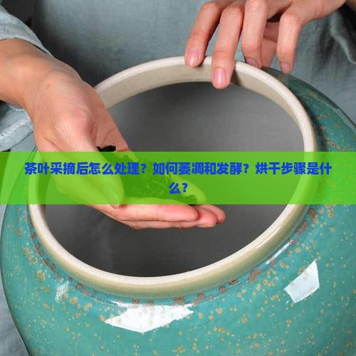 茶叶采摘后怎么处理？如何萎凋和发酵？烘干步骤是什么？