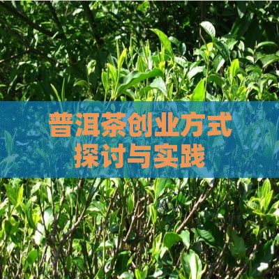 普洱茶创业方式探讨与实践