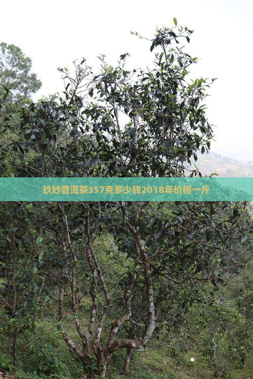 玖妙普洱茶357克多少钱2018年价格一斤
