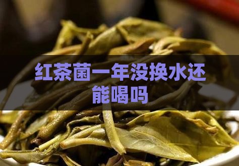 红茶菌一年没换水还能喝吗