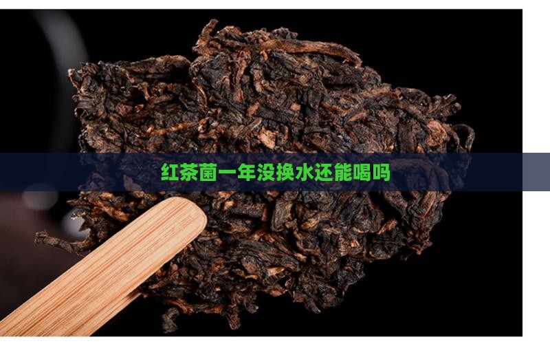 红茶菌一年没换水还能喝吗