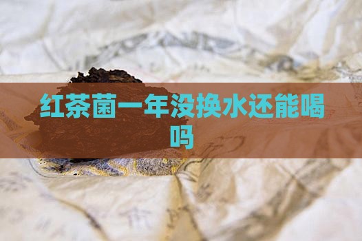 红茶菌一年没换水还能喝吗