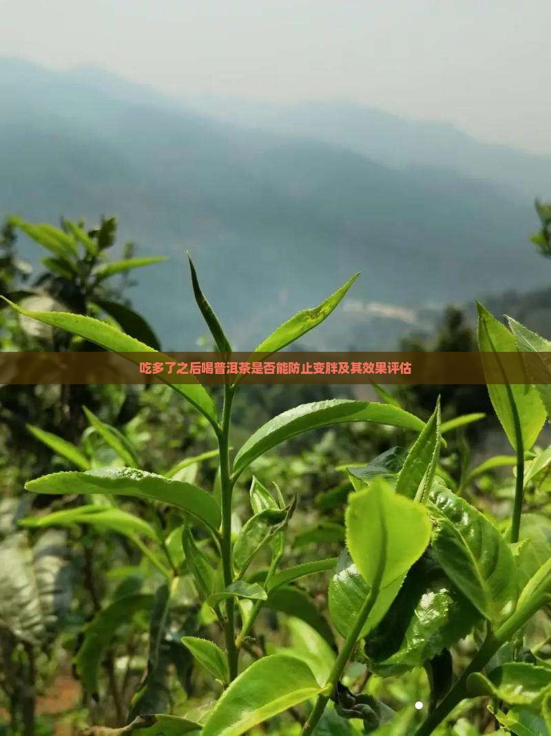 吃多了之后喝普洱茶是否能防止变胖及其效果评估