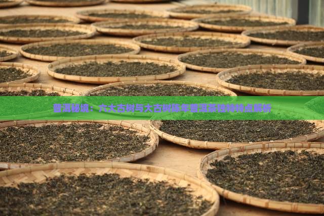 普洱秘境：六大古树与大古树陈年普洱茶独特特点解析