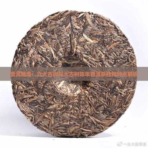 普洱秘境：六大古树与大古树陈年普洱茶独特特点解析