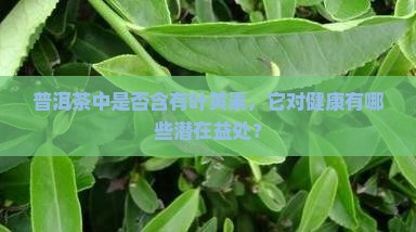 普洱茶中是否含有叶黄素，它对健康有哪些潜在益处？